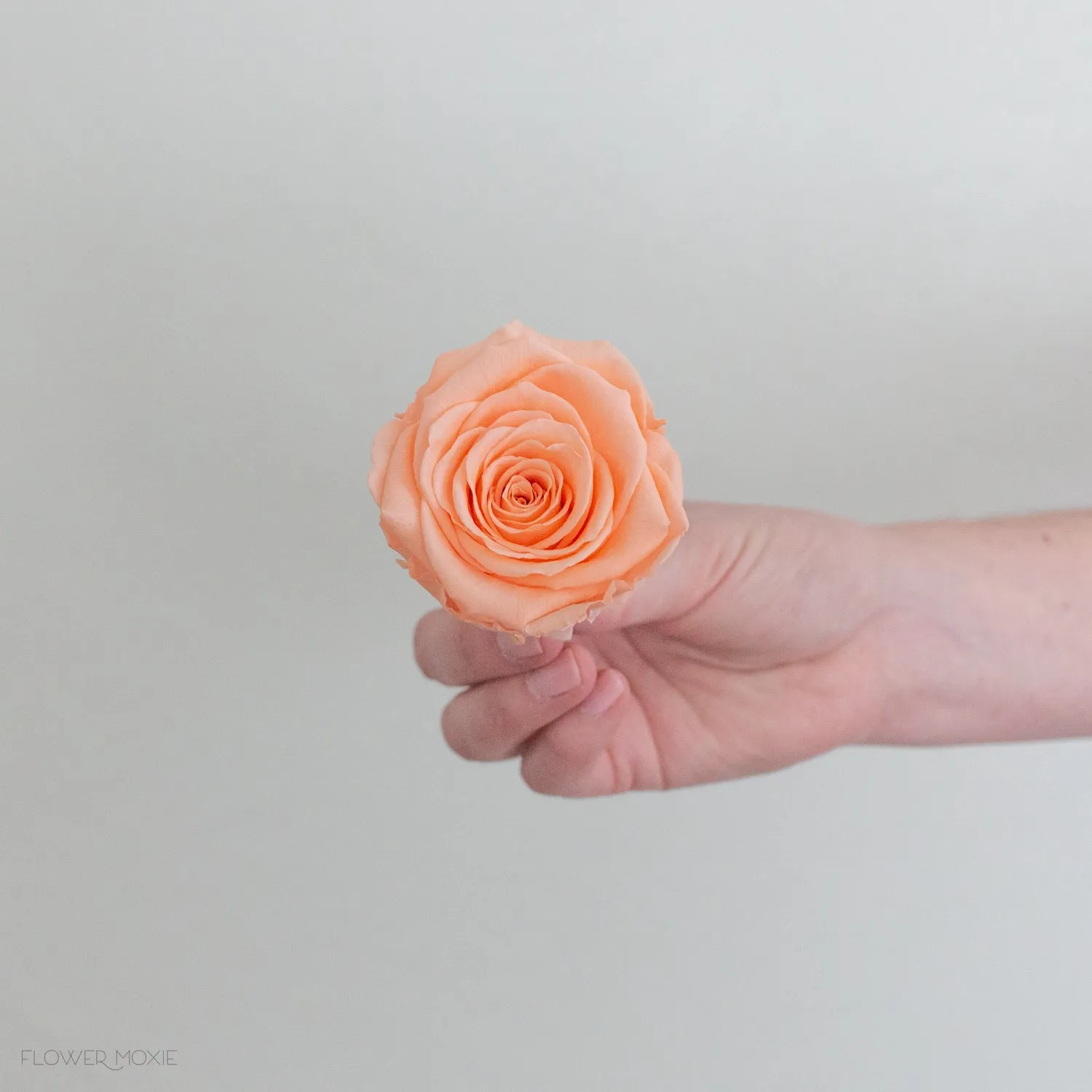 Deep Peach Preserved Roses