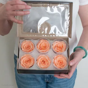 Deep Peach Preserved Roses