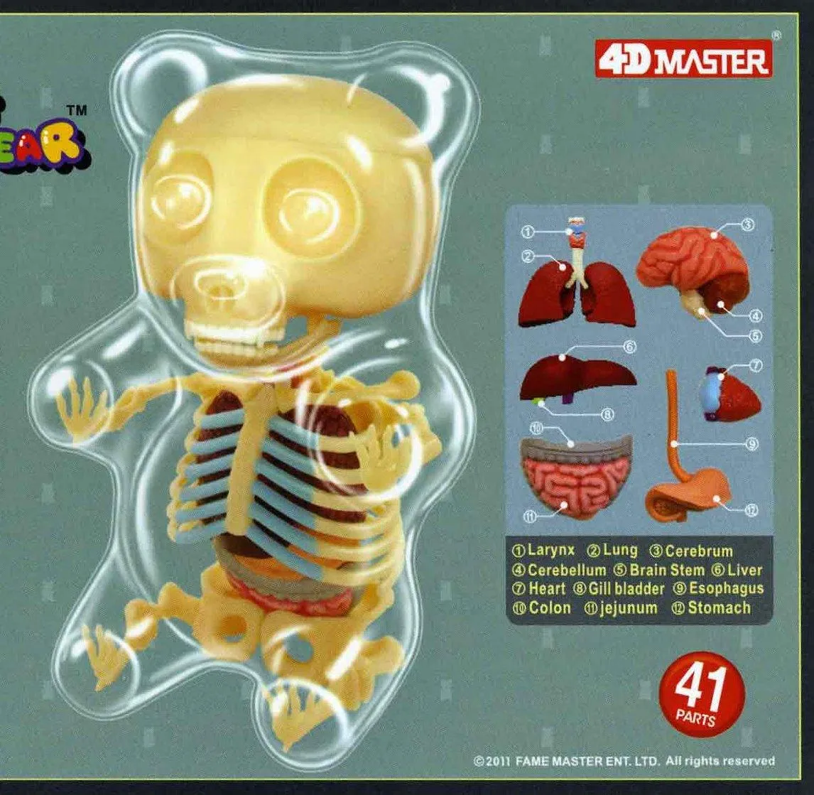 Gummi Bear Skeleton Anatomy Model