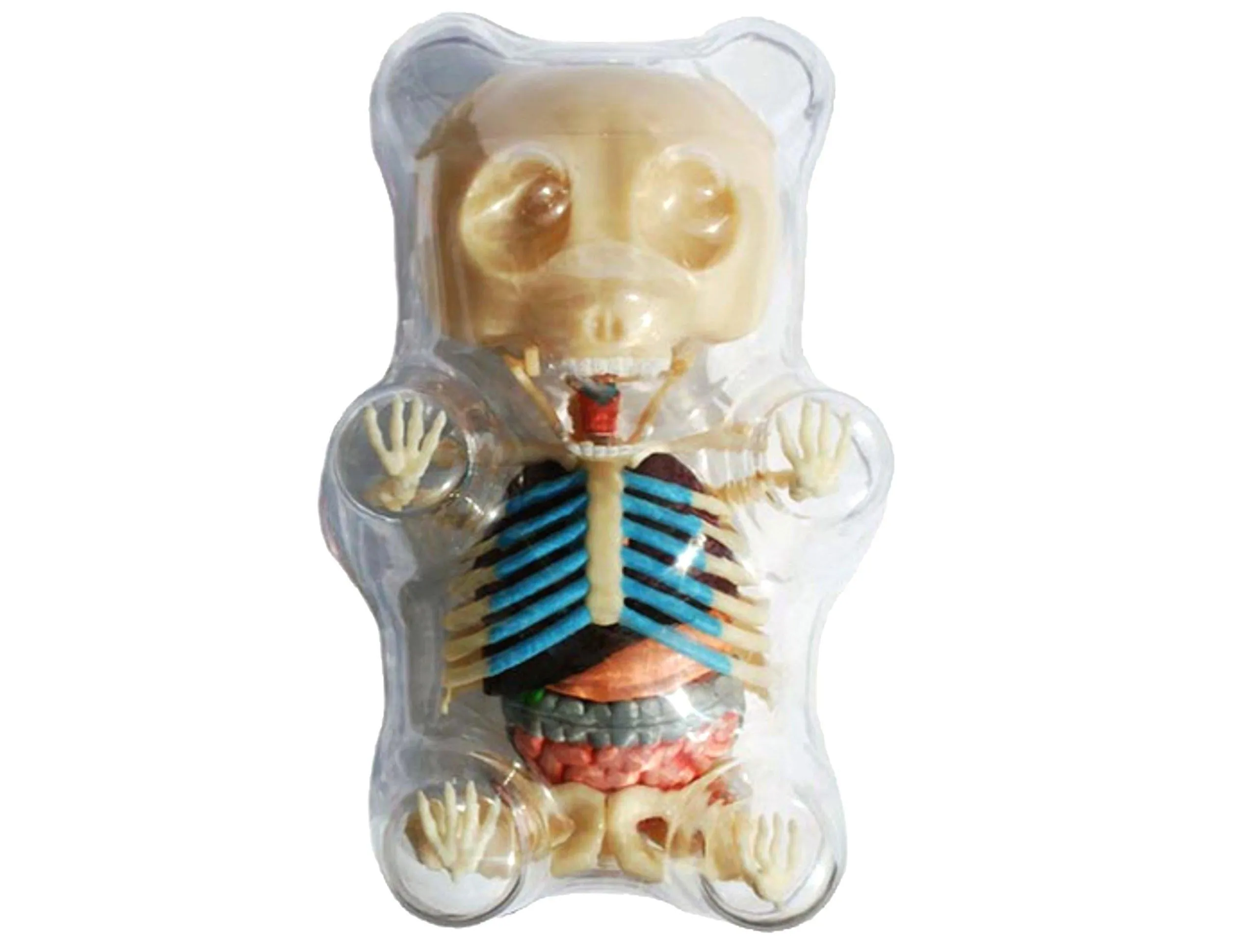 Gummi Bear Skeleton Anatomy Model